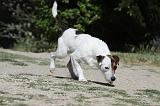 PARSON RUSSEL TERRIER 079